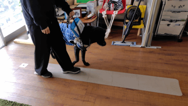 CIL星空の入り口付近に敷設された歩導くんガイドウェイの上を盲導犬とともに歩く様子。